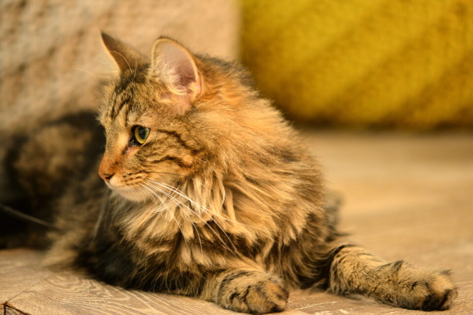 350+ Norwegian Forest Cat Names For Your Little Wegie