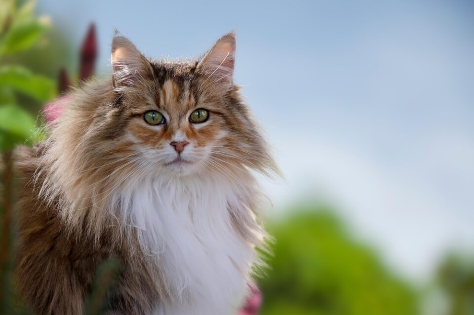 350+ Norwegian Forest Cat Names For Your Little Wegie