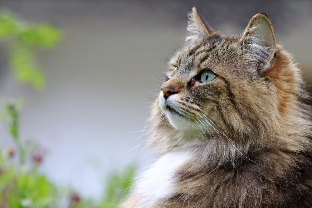 7 Norwegian Forest Cat Health Problems To Look Out For