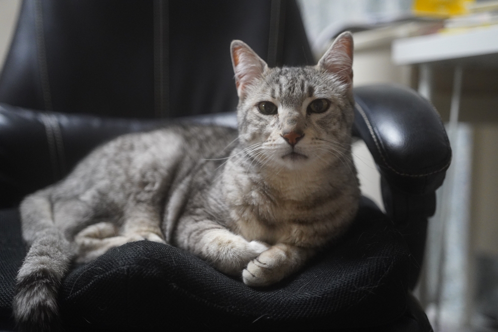 9 Surprising Egyptian Mau Facts To Satisfy Your Curiosity