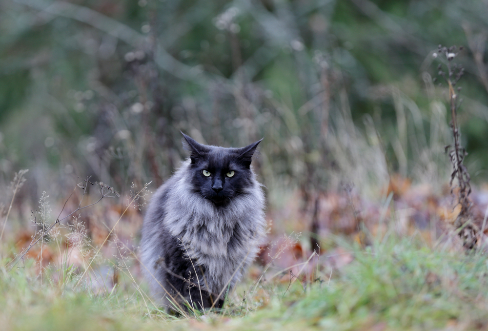 9 Surprising Norwegian Forest Cat Facts To Blow Your Mind