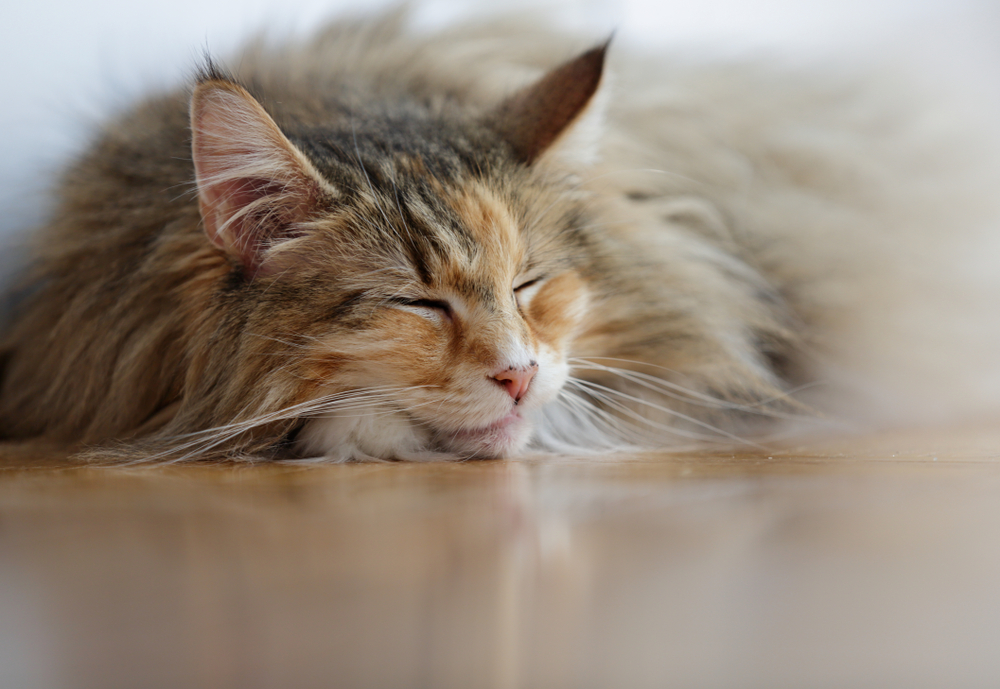 9 Surprising Norwegian Forest Cat Facts To Blow Your Mind