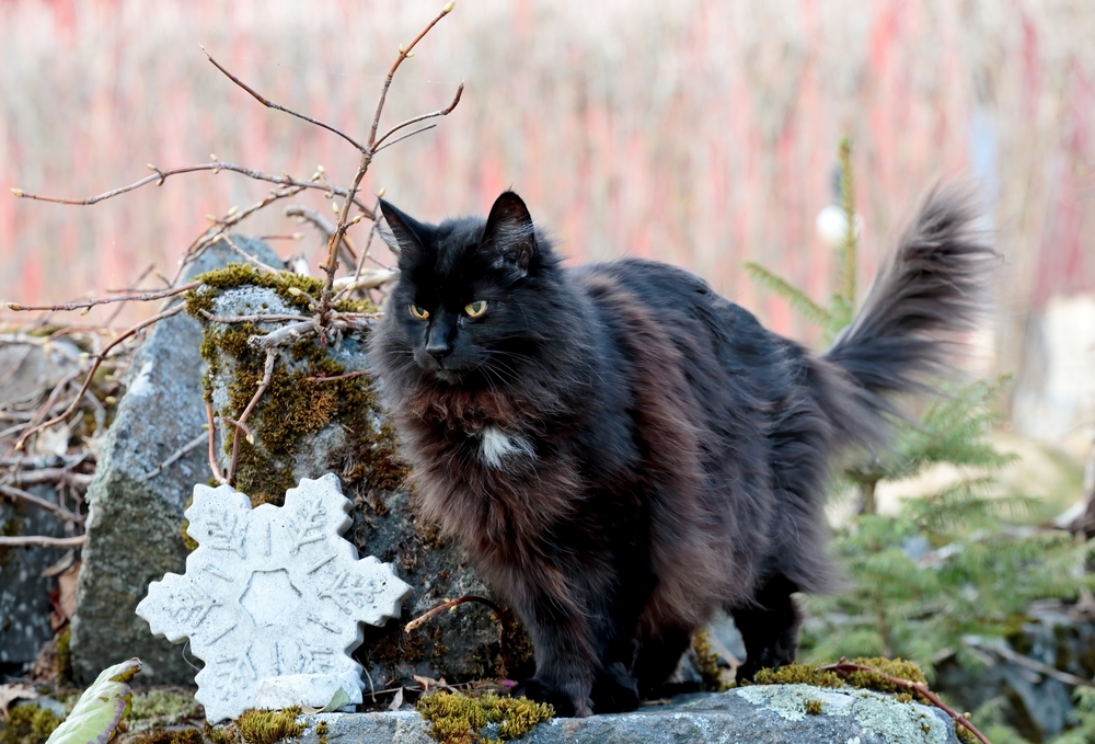 Siyah Norveç Orman Kedisi: Evinize Almak İsteyeceğiniz Bir Evcil Hayvan