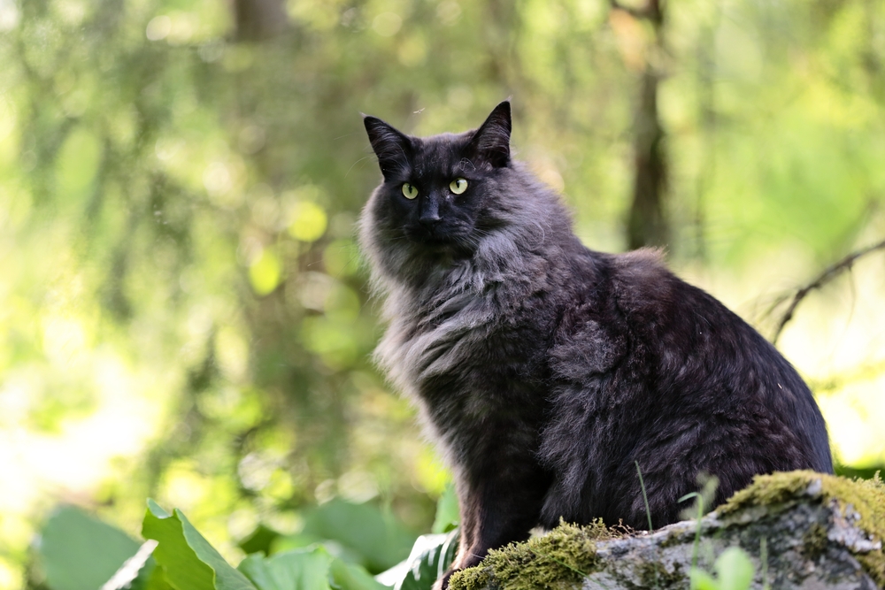 Black Norwegian Forest Cat: A Pet You'll Want To Take Home