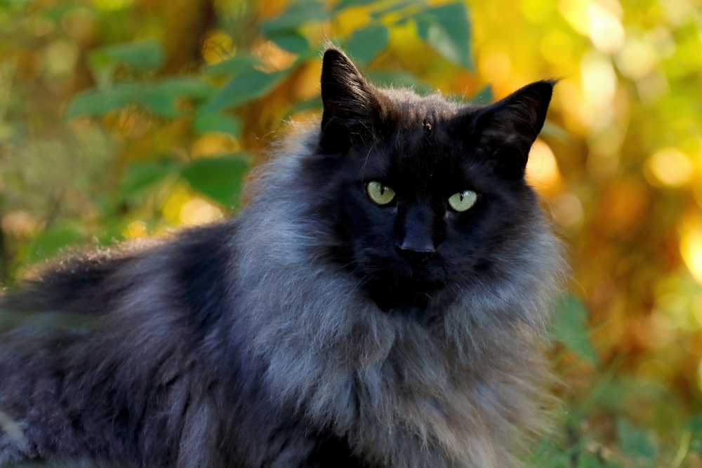 Cost Analysis: How Much Does A Norwegian Forest Cat Cost?