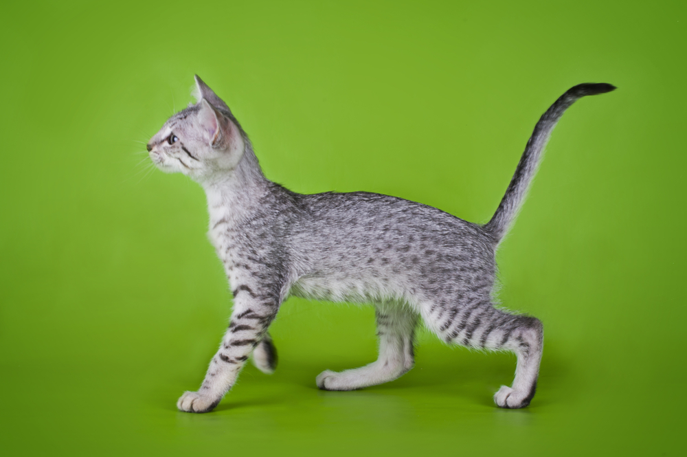 Egyptian Mau Cat: Price And Maintenance Costs