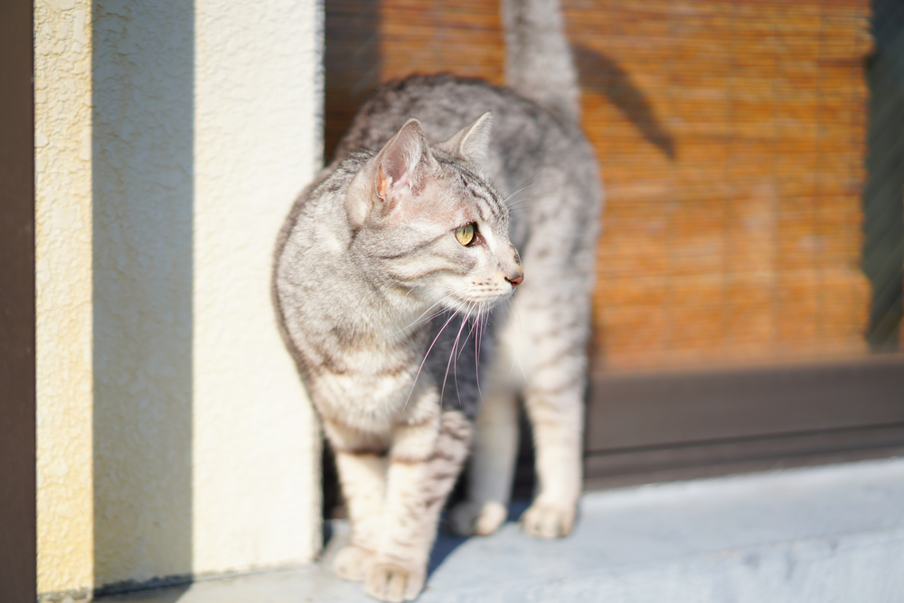 Egyptian Mau Cat: Price And Maintenance Costs