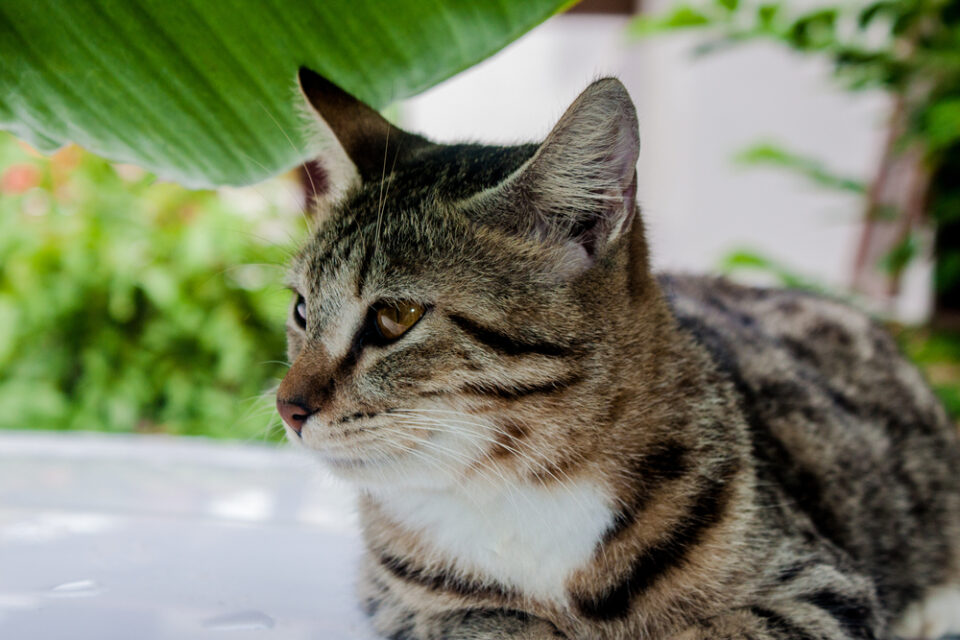 Egyptian Mau Vs. Tabby How To Tell The Difference?