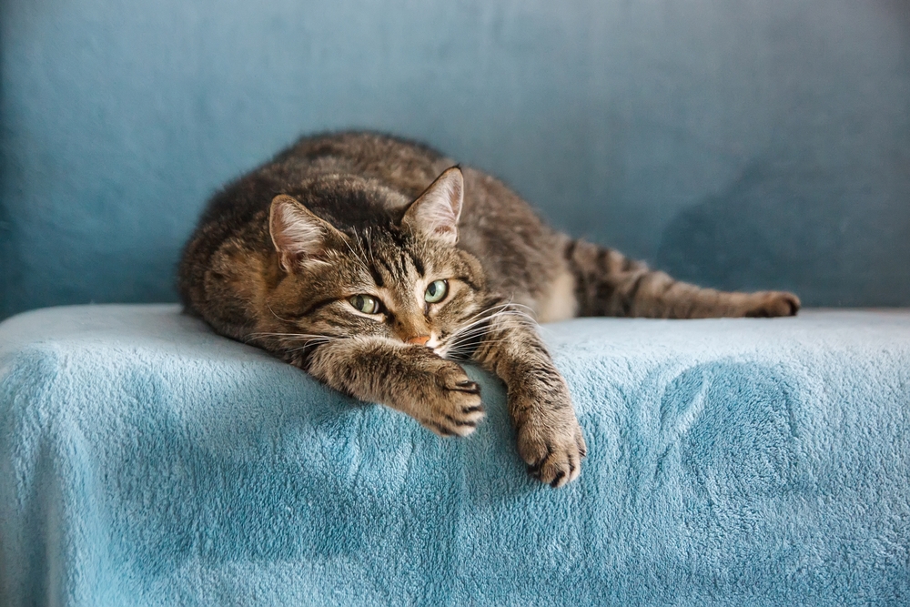 Egyptian Mau Vs. Tabby: How To Tell The Difference?