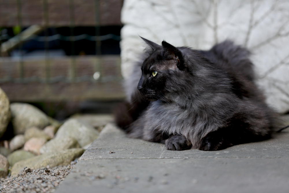 Far From A Black Sheep: Black Smoke Norwegian Forest Cat