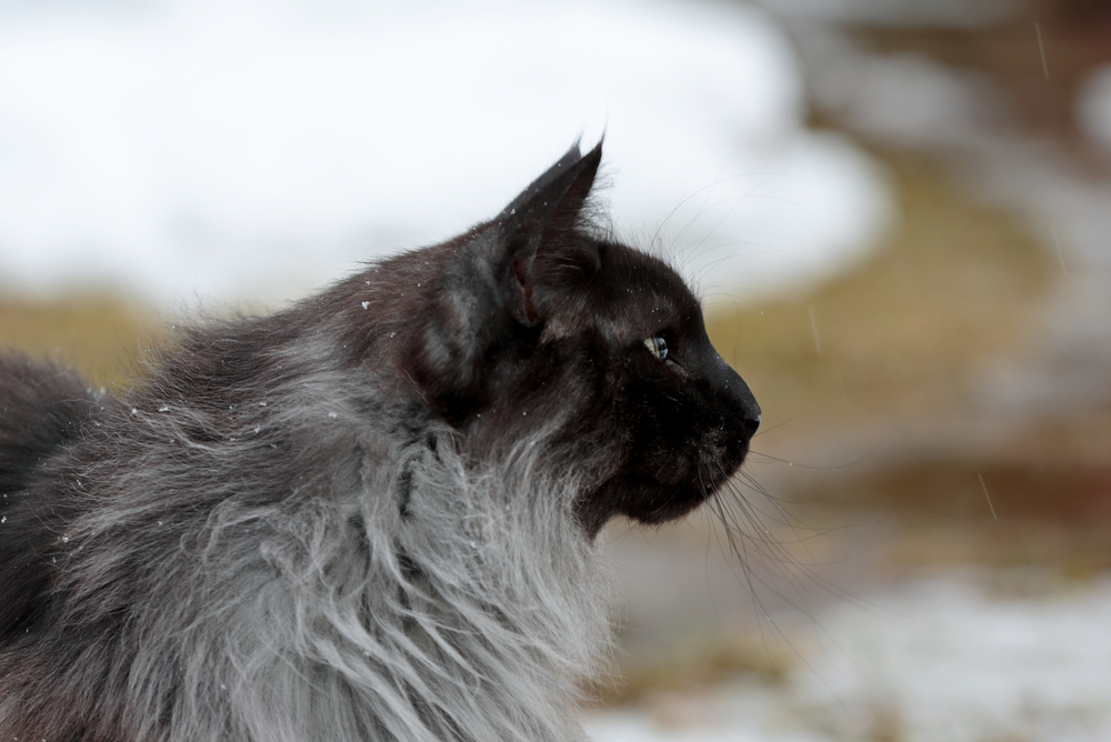 Far From A Black Sheep: Black Smoke Norwegian Forest Cat