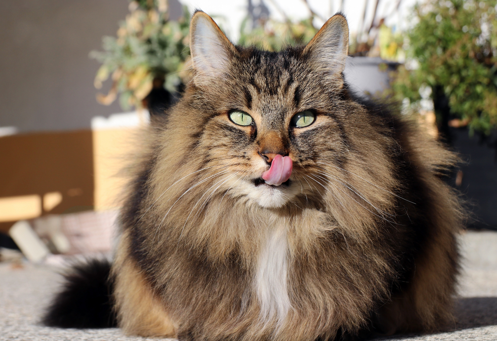 How To Groom A Norwegian Forest Cat: 8 Steps To A Tidy Kitty
