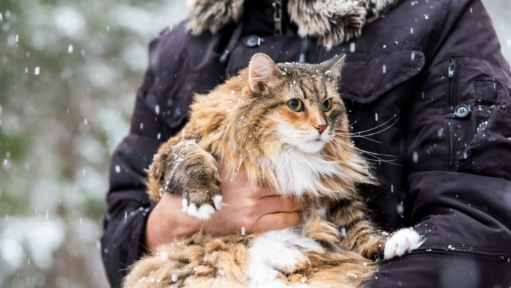 How To Groom A Norwegian Forest Cat: 8 Steps To A Tidy Kitty