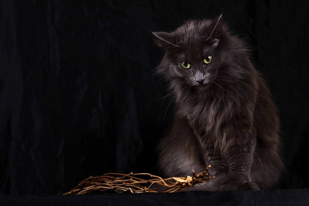 Meet The Smurf Of The Cat World: Blue Norwegian Forest Cat