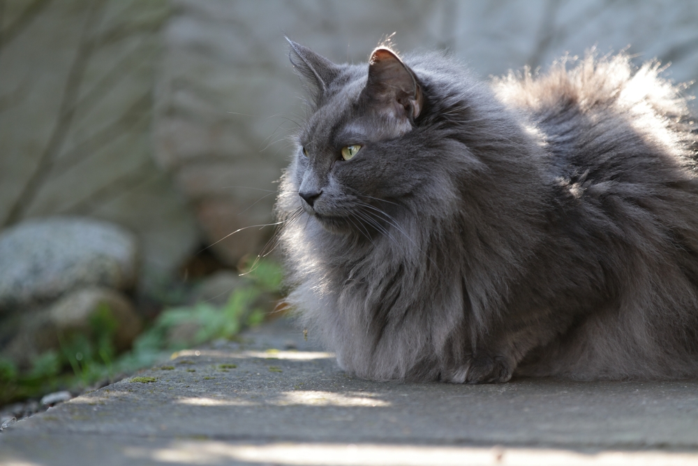 Meet The Warrior Of The Woods: Gray Norwegian Forest Cat