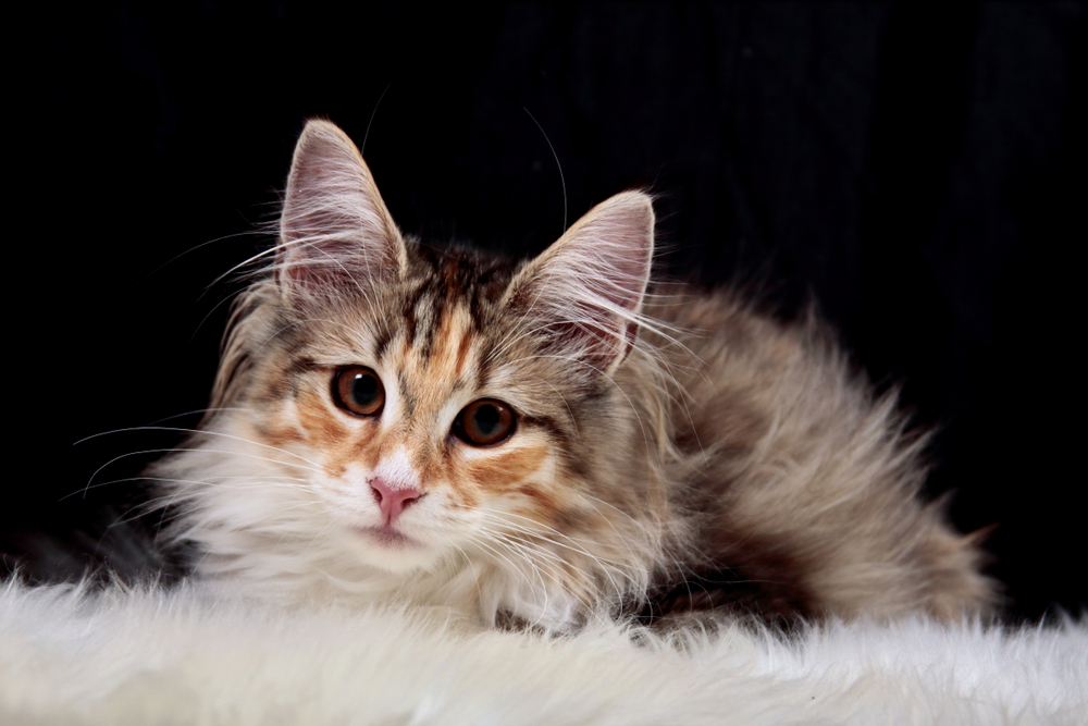 Norwegian Forest Cat Kitten: Complete Guide To Wegie Kittens