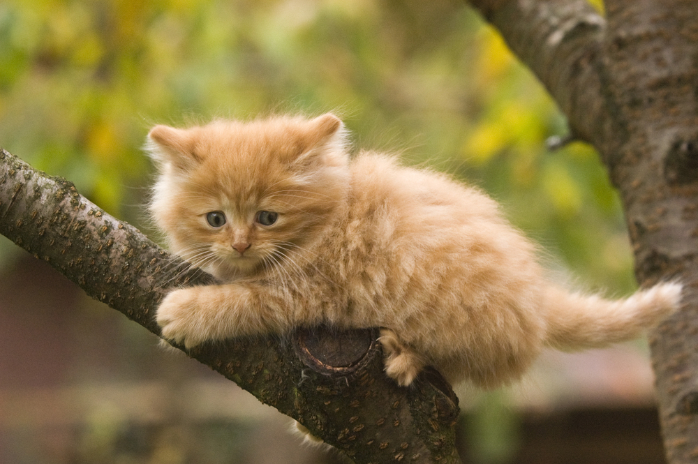 Norwegian Forest Cat Kitten: Complete Guide To Wegie Kittens