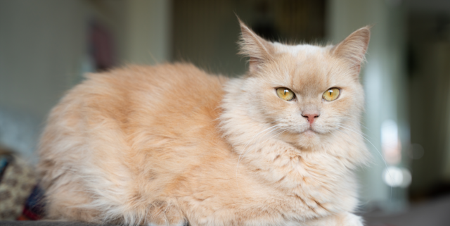 Norwegian Forest Cat Ragdoll Mix