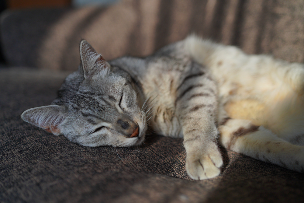 Pet Parenting 101: How To Care For Egyptian Mau Kittens?