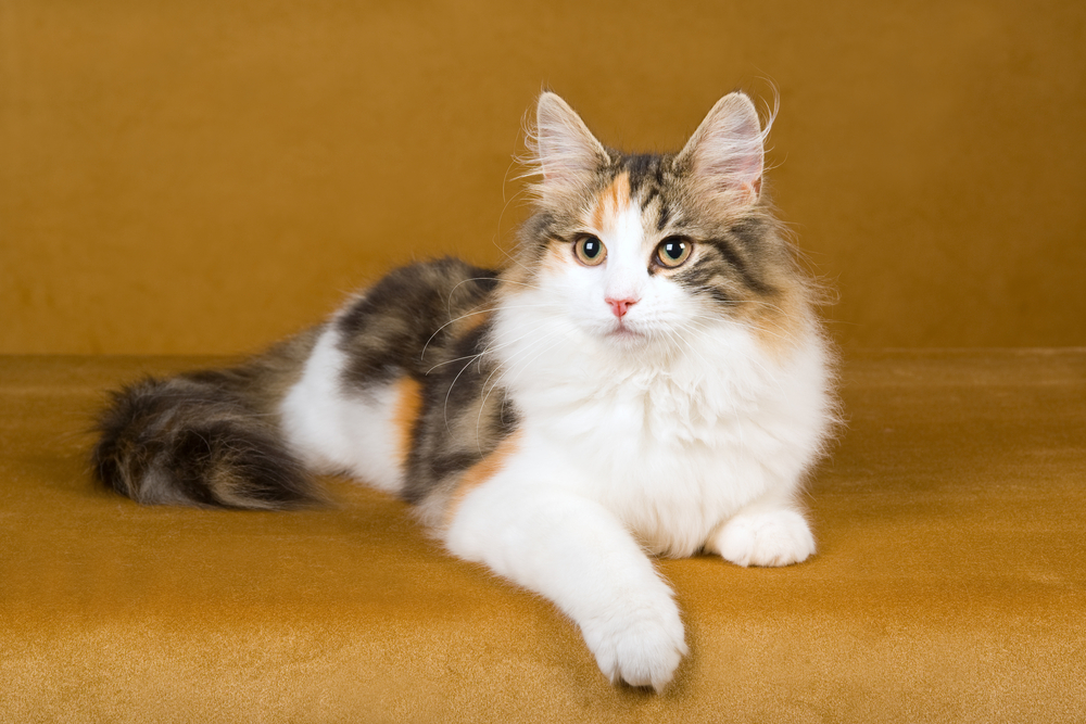 Tabbies Or Torties: Norwegian Forest Cat Colors And Patterns