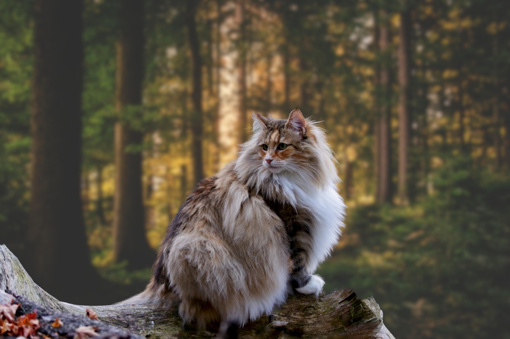 Tekir ya da Tortie: Norveç Orman Kedisi Renkleri ve Desenleri