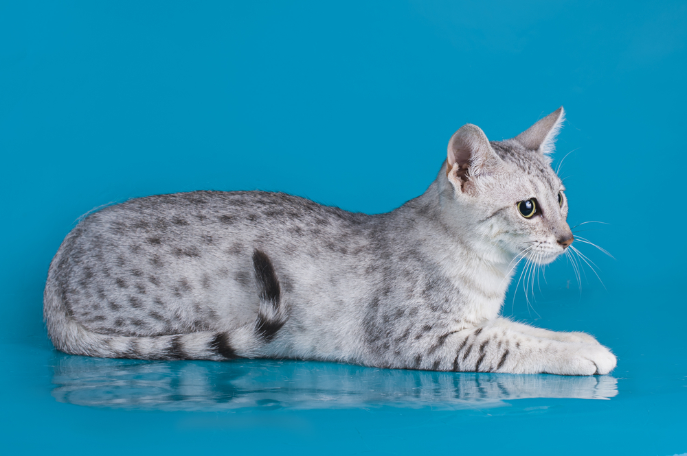The Most Important Characteristics Of A Noble Egyptian Mau