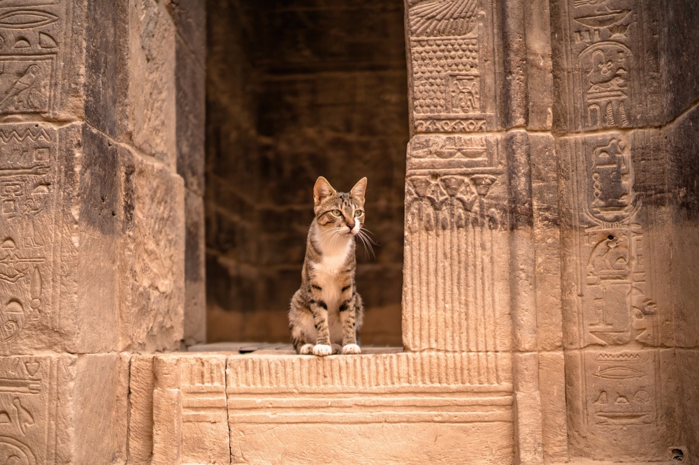 The Rulers Of The Ancient World: 7 Egyptian Cat Breeds