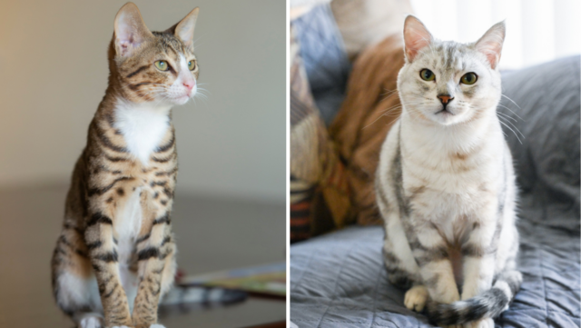 arabian mau vs egyptian mau