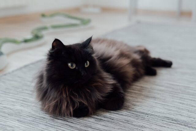 black smoke norwegian forest cat