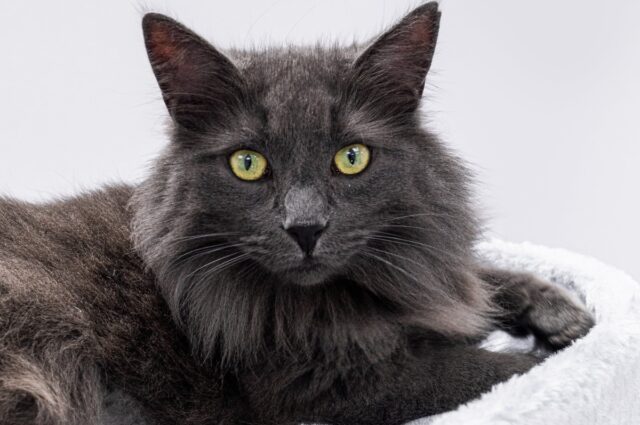 blue norwegian forest cat