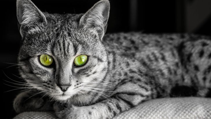 Egyptian Mau: A Complete Guide About This Spotted Beauty