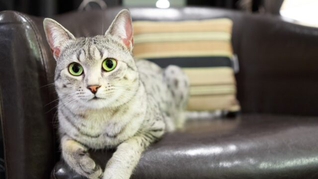 egyptian mau hypoallergenic