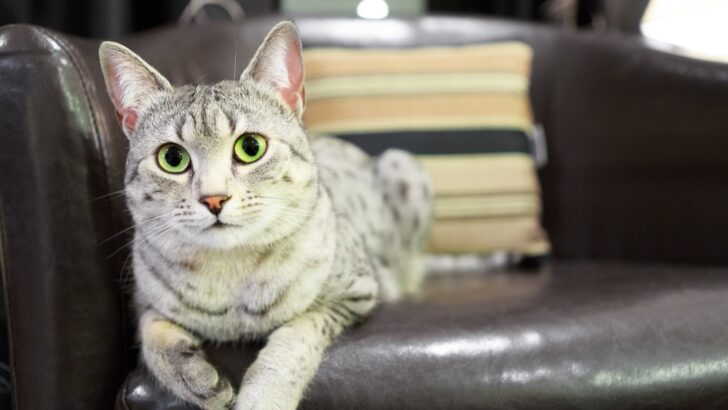 Allergy Sufferers Alert: Are Egyptian Mau Hypoallergenic?