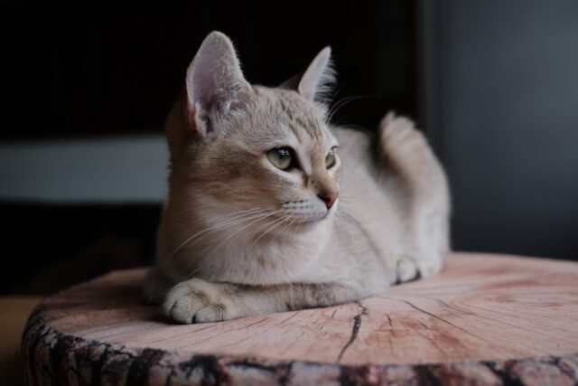 egyptian mau kittens