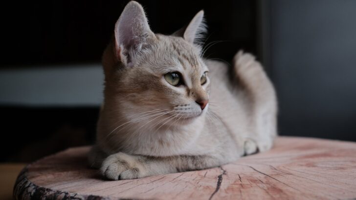 Pet Parenting 101: Mısır Mau Yavru Kedilerine Nasıl Bakılır? 