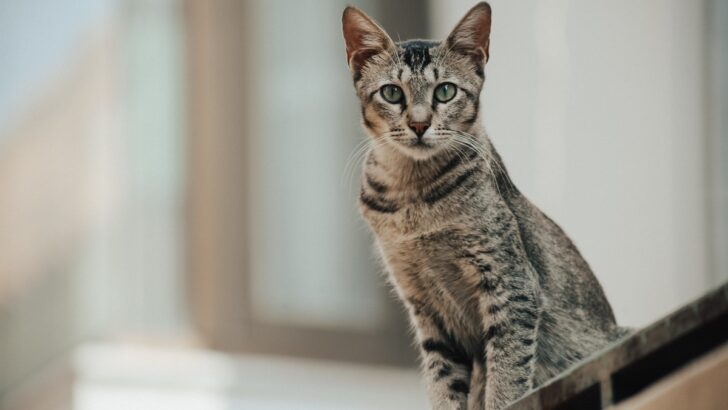 150+ Egyptian Mau Names For Your Little Goddess Of Cats