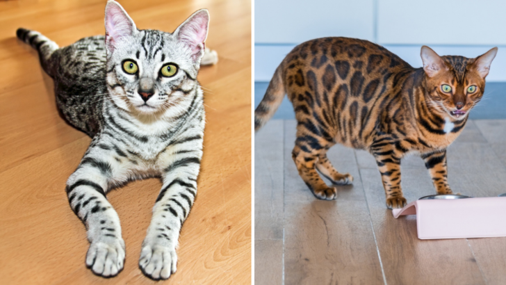 Egyptian Mau Vs. Bengal: An Exotic Or A Leopard-Like Cat