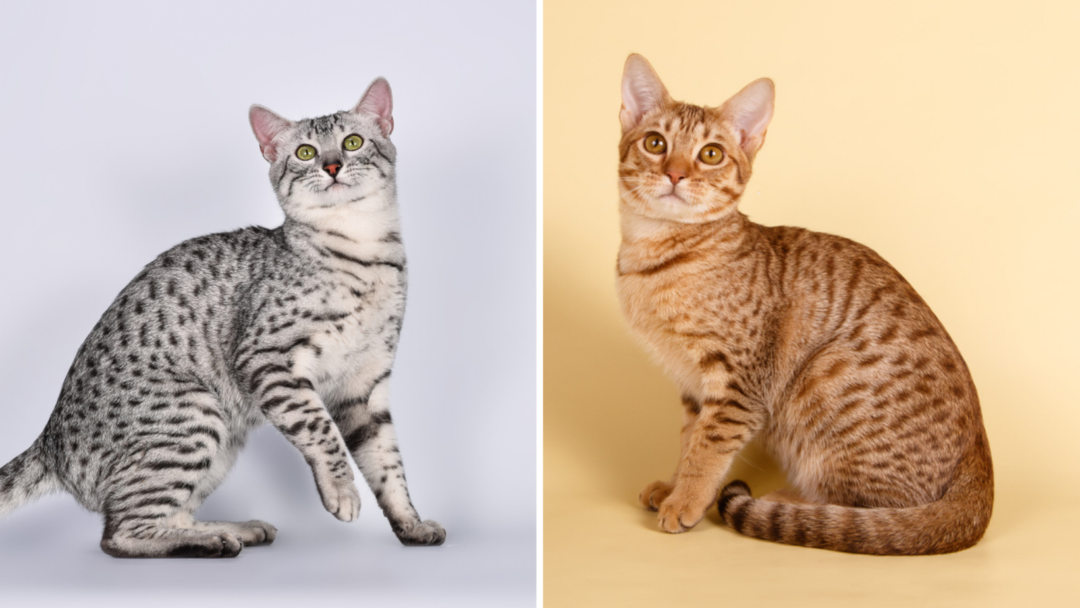 Egyptian Mau Vs. Ocicat: Domestic But Wild-Looking Felines