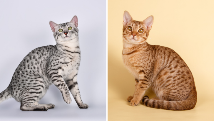Egyptian Mau Vs. Ocicat: Domestic But Wild-Looking Felines