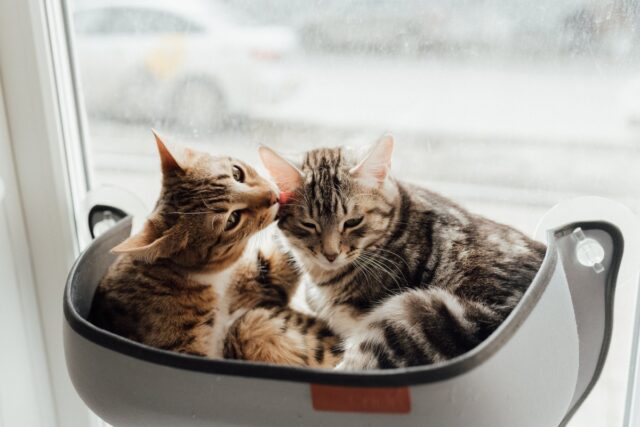 egyptian mau vs tabby
