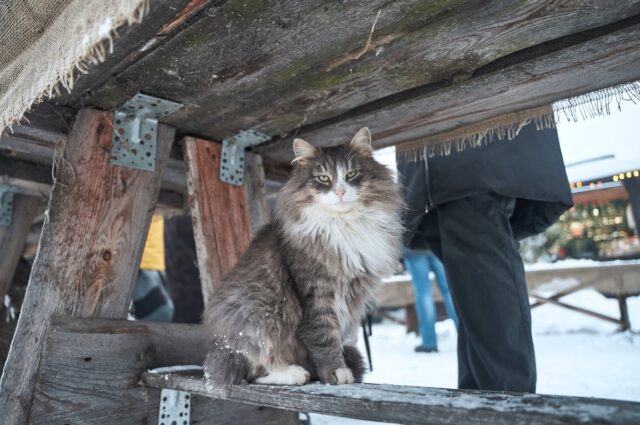 gray norwegian forest cat