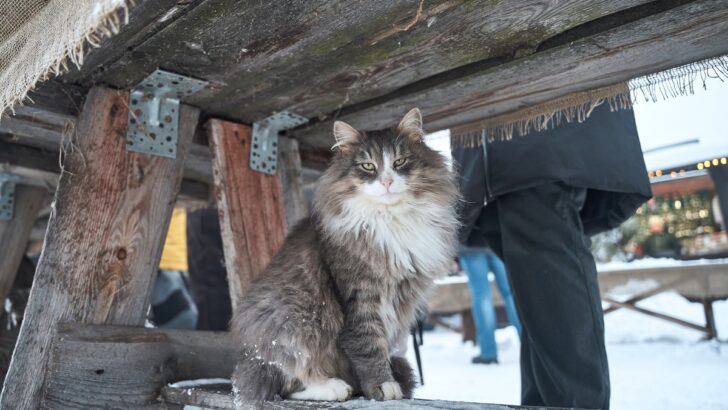 Meet The Warrior Of The Woods: Gray Norwegian Forest Cat