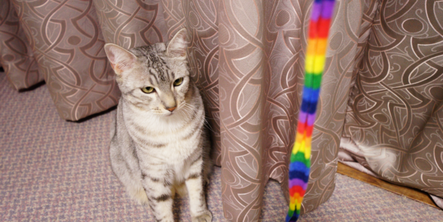 how to train an egyptian mau
