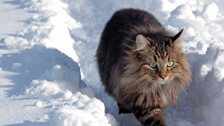 Norwegian Forest Cat: Everything About This Fluffy Giant