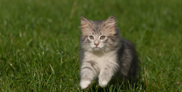 norwegian forest cat kitten