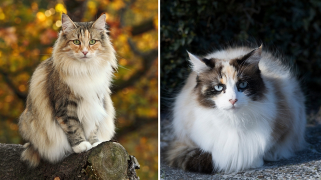 norwegian forest cat vs domestic long hair