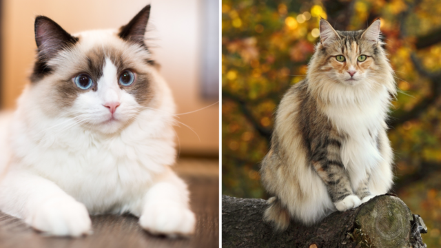 ragdoll vs norwegian forest cat