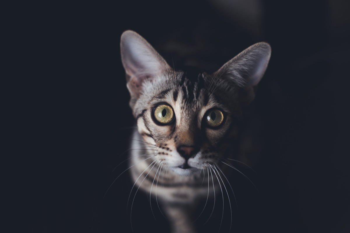 surprising egyptian mau facts