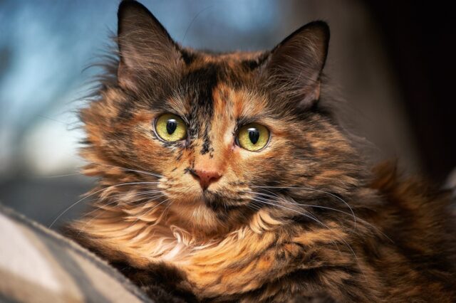 tortoiseshell norwegian forest cat