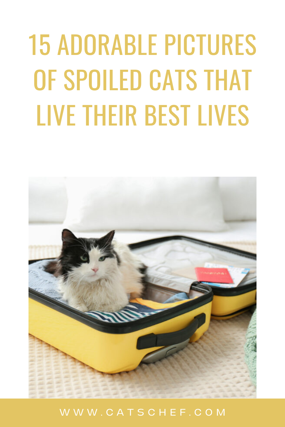 En Güzel Hayatlarını Yaşayan Şımarık Kedilerin 15 Sevimli Fotoğrafı